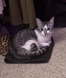 Reunited Female Cat last seen Candlewood drive and Banff way, Cathedral City, CA 92234