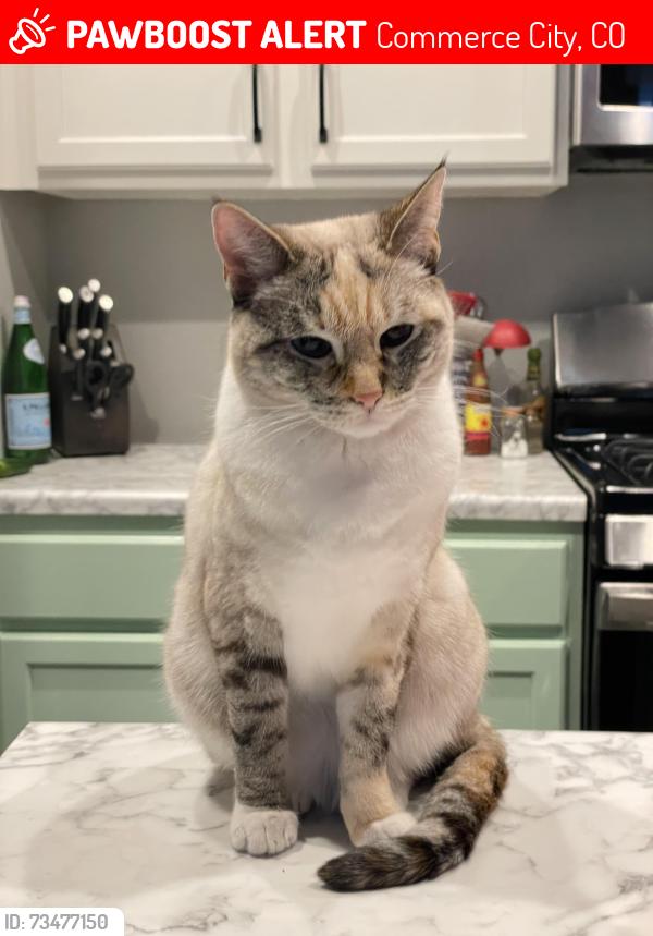 Lost Female Cat last seen Uravan and 97th, Commerce City, CO 80022