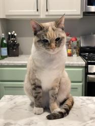 Lost Female Cat last seen Uravan and 97th, Commerce City, CO 80022