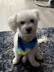 Reunited Male Dog last seen Vanowen street, Los Angeles, CA 91335