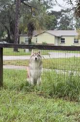 Found/Stray Unknown Dog last seen Titcomb st, Eustis, FL 32726