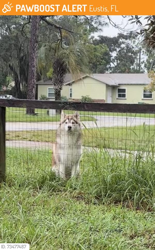 Found/Stray Unknown Dog last seen Titcomb st, Eustis, FL 32726