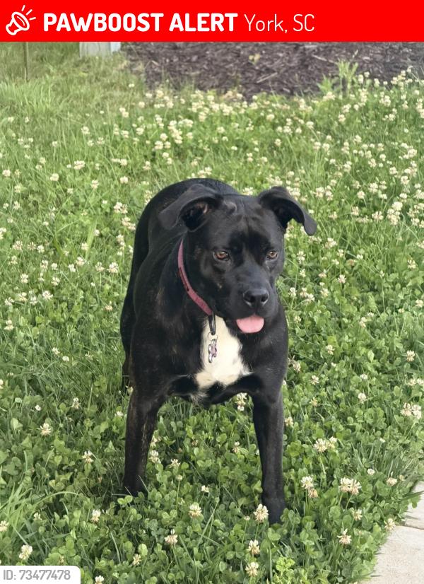 Lost Female Dog last seen Dr Nichols off Paraham Road, York, SC 29745