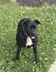 Lost Female Dog last seen Dr Nichols off Paraham Road, York, SC 29745