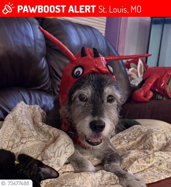 Lost Male Dog last seen Cherokee st, St. Louis, MO 63118