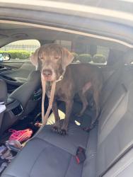 Found/Stray Male Dog last seen Sunset lakes, Pearland, TX 77581
