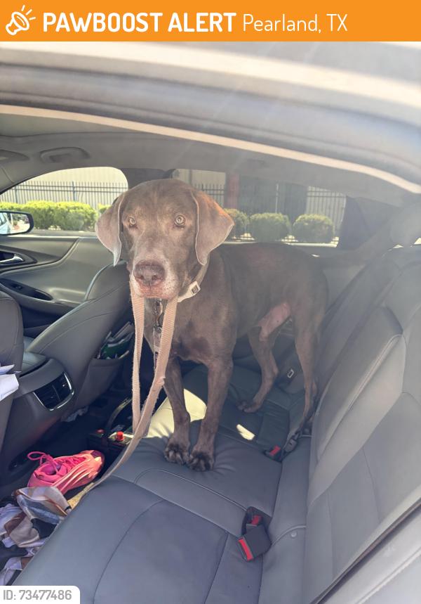 Found/Stray Male Dog last seen Sunset lakes, Pearland, TX 77581