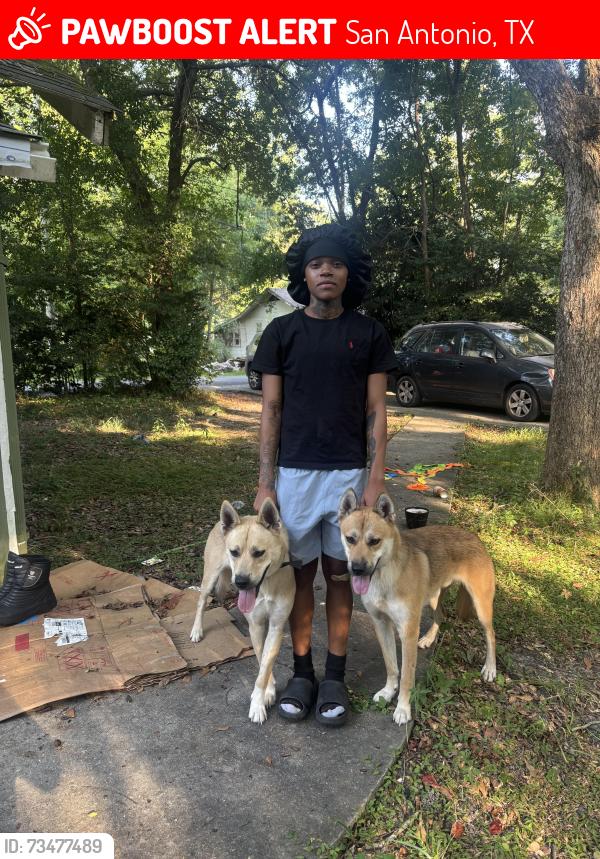Lost Male Dog last seen Legacy creek, San Antonio, TX 78238