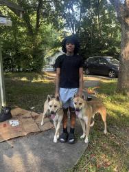 Lost Male Dog last seen Legacy creek, San Antonio, TX 78238
