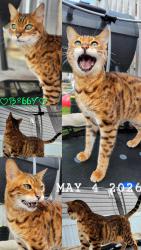 Lost Male Cat last seen 18 mile rd and Ryan, Sterling Heights, MI 48310