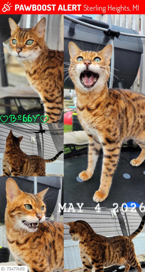 Lost Male Cat last seen 18 mile rd and Ryan, Sterling Heights, MI 48310