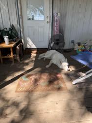 Found/Stray Female Dog last seen Ward Ln. And Cross Timber Rd., Burleson, TX 76028