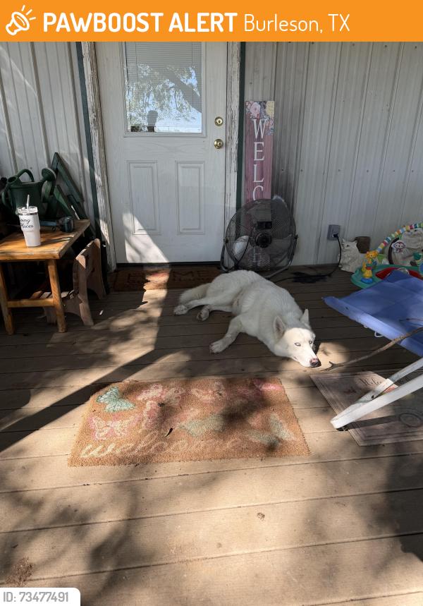 Found/Stray Female Dog last seen Ward Ln. And Cross Timber Rd., Burleson, TX 76028