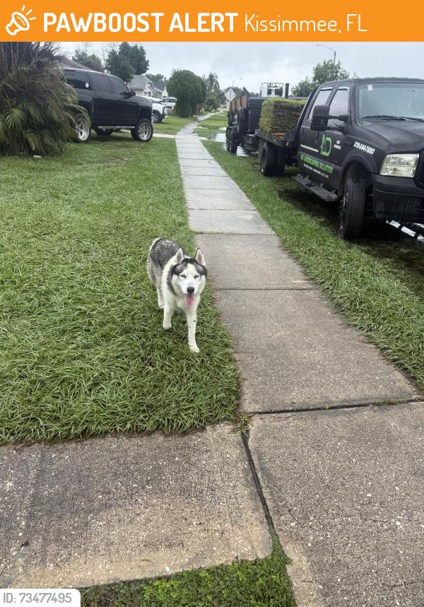 Found/Stray Male Dog last seen Bvl buenaventura, Kissimmee, FL 34743