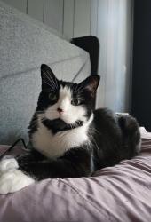 Reunited Female Cat last seen 7th St & Mckean St, Philadelphia, PA 19148
