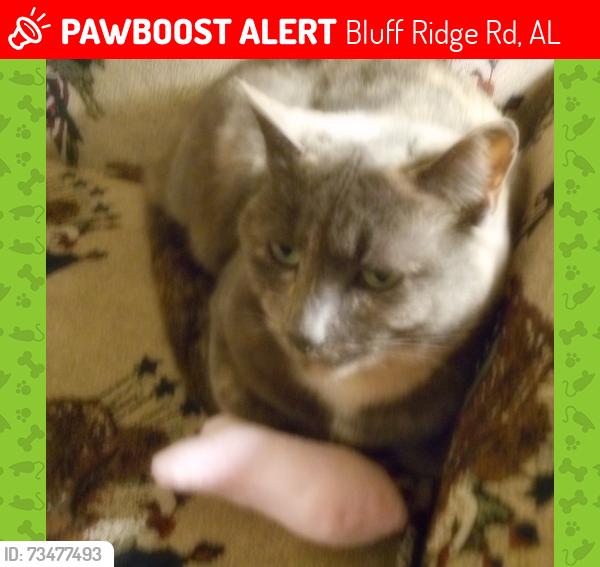 Lost Female Cat last seen deer creek trail bessemer al, Bluff Ridge Rd, AL 35022