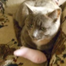 Lost Female Cat last seen deer creek trail bessemer al, Bluff Ridge Rd, AL 35022