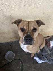 Lost Female Dog last seen Alabama St, Tallahassee, FL 32304