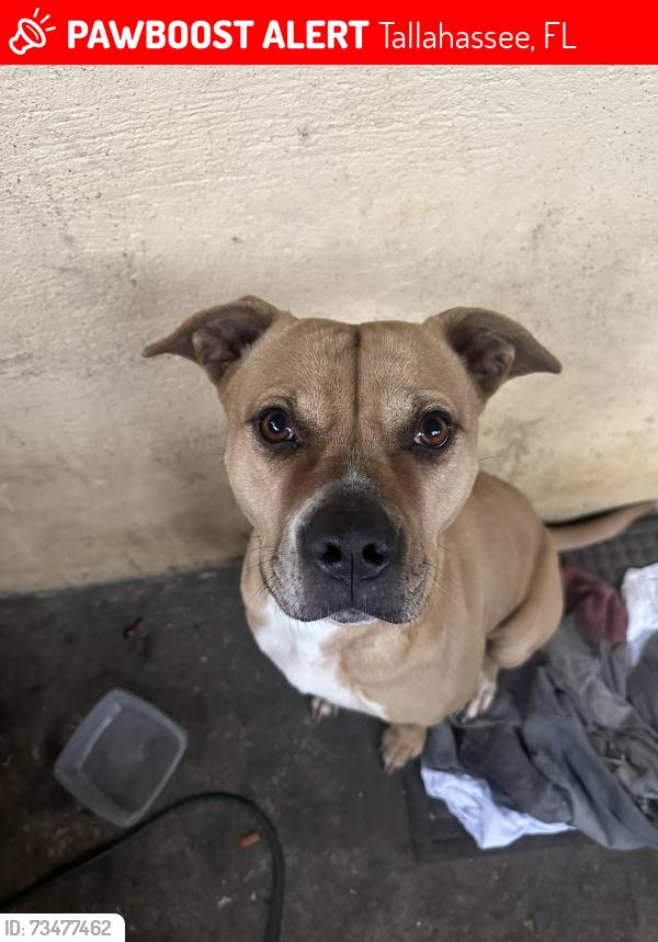 Lost Female Dog last seen Alabama St, Tallahassee, FL 32304