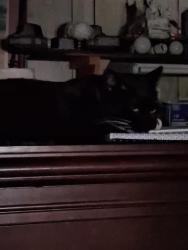 Reunited Male Cat last seen Chenault street, Fort Worth, TX 76111