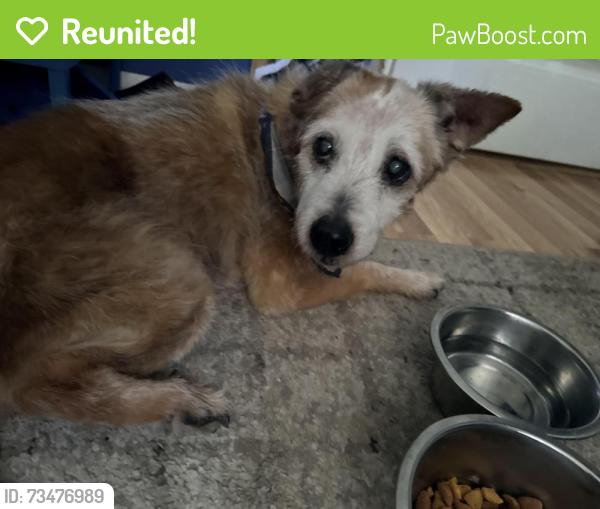 Reunited Unknown Dog last seen moriches and birch hollow, Shirley, NY 11967
