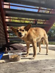 Found/Stray Male Dog last seen New Springs Church - hiding under a set of stairs, Colorado Springs, CO 80909