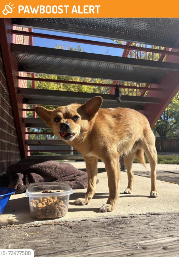 Found/Stray Male Dog last seen New Springs Church - hiding under a set of stairs, Colorado Springs, CO 80909
