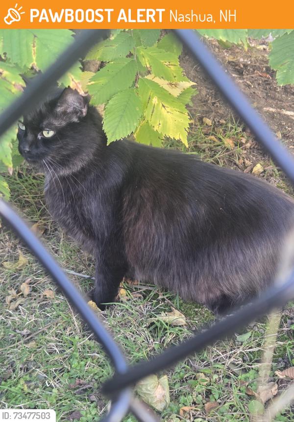 Found/Stray Unknown Cat last seen Auburn Street, Nashua, NH 03064