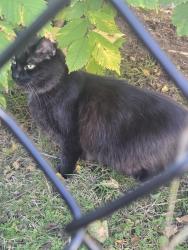 Found/Stray Unknown Cat last seen Auburn Street, Nashua, NH 03064