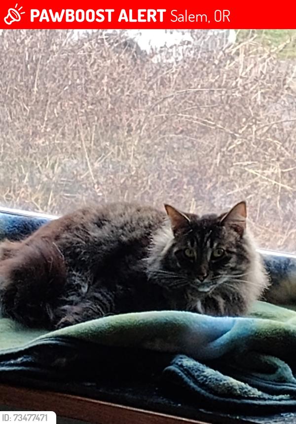 Lost Male Cat last seen Orchard Heights, Salem, OR 97304