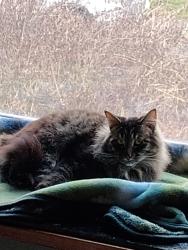 Lost Male Cat last seen Orchard Heights, Salem, OR 97304