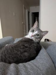 Reunited Male Cat last seen Renfrew Pool and Fitness Centre, Calgary, AB T2E 1C9