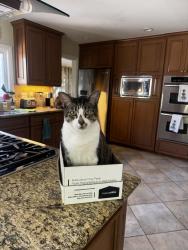 Reunited Male Cat last seen Culver & Irvine Center Drive, Irvine, CA 92604