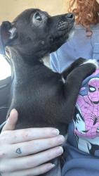 Found/Stray Female Dog last seen Fuego tortilla grill, College Station, TX 77840