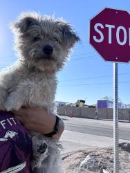 Found/Stray Female Dog last seen Ethanac, Menifee, CA 92585