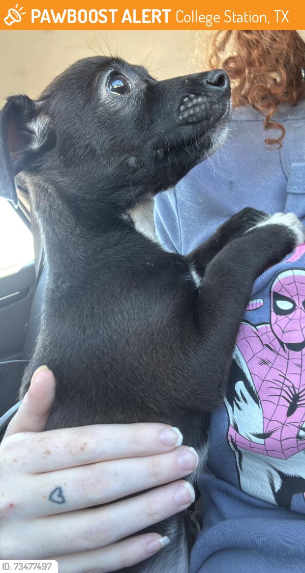 Found/Stray Female Dog last seen Fuego tortilla grill, College Station, TX 77840