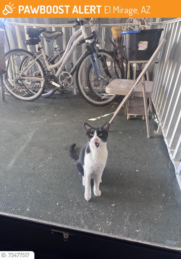Found/Stray Female Cat last seen Greenway rd, El Mirage, AZ 85335