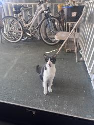 Found/Stray Female Cat last seen Greenway rd, El Mirage, AZ 85335