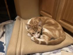 Reunited Male Cat last seen South Raptor ct and Diablo creek Vail, Vail, AZ 85641