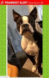 Reunited Male Dog last seen McConnell and millstream road, Greensboro, NC 27406