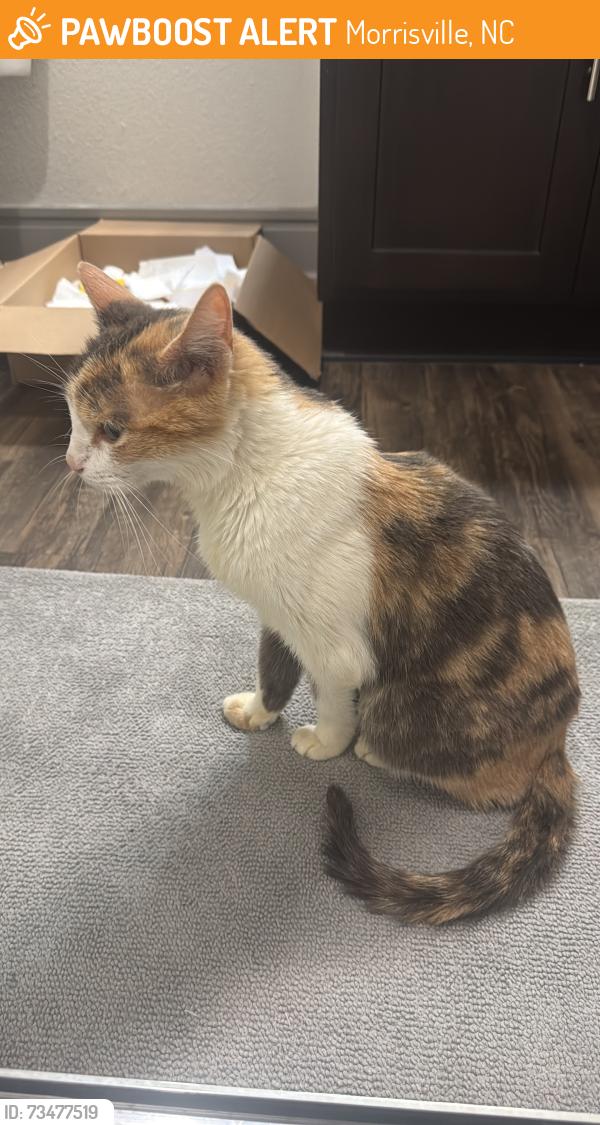 Found/Stray Female Cat last seen Near Rise Dr, Morrisville, NC 27560