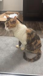 Found/Stray Female Cat last seen Near Rise Dr, Morrisville, NC 27560