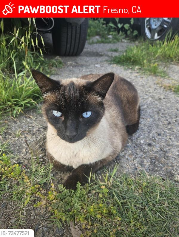Lost Male Cat last seen Fresno and Gettysburg, near Walmart, Fresno, CA 93726