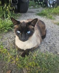 Lost Male Cat last seen Fresno and Gettysburg, near Walmart, Fresno, CA 93726