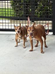 Reunited Female Dog last seen Near Hialeah dr E 6th Ave, Hialeah, FL 33010