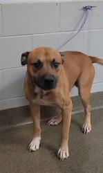 Shelter Stray Male Dog last seen FOUND ON RAMONA BLVD, 2020 Forest St, Jacksonville, FL 32204, USA