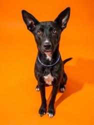Shelter Stray Male Dog last seen Near BLOCK PHELPS, 2020 Forest St, Jacksonville, FL 32204, USA
