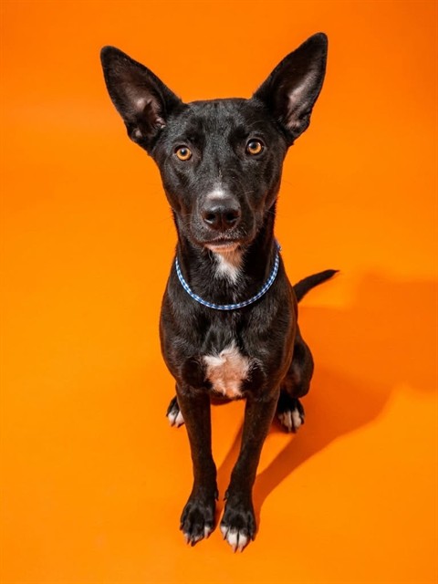 Shelter Stray Male Dog last seen Near BLOCK PHELPS, 2020 Forest St, Jacksonville, FL 32204, USA