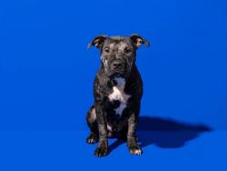 Shelter Stray Male Dog last seen MCDUFF, 2020 Forest St, Jacksonville, FL 32204, USA