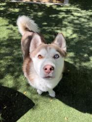 Shelter Stray Male Dog last seen , West Valley Animal Shelter, 20655 Plummer St, Chatsworth, CA 91311, USA